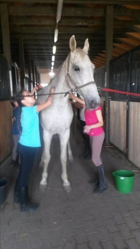 Caballus Lovasmajor Panzio Nyíregyháza Exterior foto